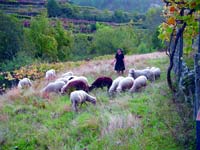 Cena virgiliana com a pastora guardando o rebanho