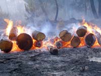 Material arbreo deixado na floresta propagou incndio, segundo Francisco Arajo