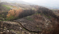 Incêndios consomem ciclicamente milhares de hectares entre floresta e coberto vegetal