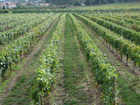 H 18 mil produtores de vinho verde repartidos por 48 concelhos, que totalizam 16 mil hectares de rea de vinha