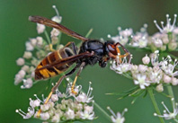 Proliferao da vespa-asitica preocupa apicultores