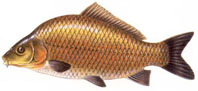 Carpa tem no peixe autóctone a sua base alimentar