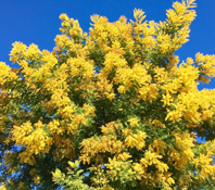 Accia mimosa  uma invasora abundante no concelho de Arcos de Valdevez