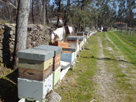 Praga da vespa velutina causa quebra acentuada na produo de mel