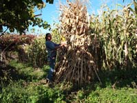 A atar o medeiro de palha