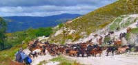 Alfredo Lima (em baixo,  esquerda) prepara-se para conduzir o rebanho (mais de 500 cabeas, pertencentes a ele e ao irmo Drio), s pastagens do Coto da Pedra Furada e da Barra de Viana