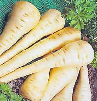 Parsnip, um tubrculo muito vulgar na Irlanda, consumido assado ou grelhado que em portugus se chama cherivia, cherovia ou pastinaca