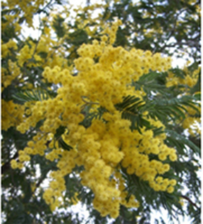 Mimosa (acacia dealbata)