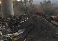 Trs dos ces abandonados (junto ao pilar) que  populares denunciaram ao Canil Intermunicipal do Alto Minho,  em Ponte de Lima