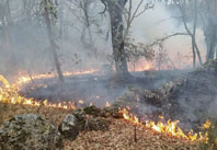 At 7 de maro j tinham sido contabilizados no concelho arcuense 49 fogos (mximo distrital), a maioria dos quais com origem em queimadas