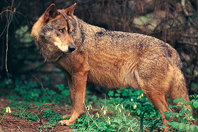 ICNF realizou Censo Nacional para determinar rea de distribuio do lobo-ibrico