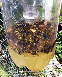 Armadilha artesanal com soluo fermentada para captura de vespas-asiticas