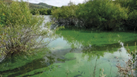 gua do rio Lima contaminada com toxinas que deixam a gua verde (Foto: La Voz de Galicia)