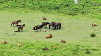 Natureza e vida animal entre as preferncias dos turistas nacionais e internacionais