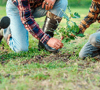 Espcies autctones protegem o solo, abrigam a biodiversidade e tornam Portugal mais resistente s alteraes climticas