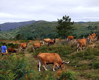 Governo apresentou programa de 30 milh�es de euros que aposta no pastoreio como instrumento de preven��o de inc�ndios