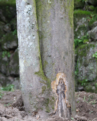 Fit�ftora est� a atacar muitas plantas