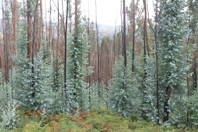 Eucaliptos que rebentam naturalmente na �rea ardida s�o um �barril de p�lvora� em Ermelo