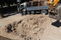 Remo��o de uma t�lia de grande porte que tombou em 2022