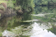 Rio Lima contaminado de algas