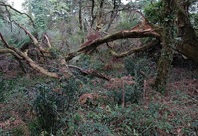 Material combust�vel acumulado � �barril de p�lvora�