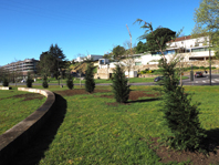 Plantados cedros no recinto do Anfiteatro do Traslad�rio