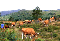 Solar da ra�a cachena abrange o territ�rio da serra de Soajo